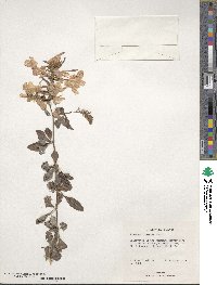 Plumbago capensis image