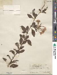 Plumbago capensis image