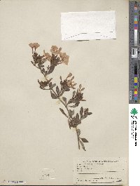 Plumbago capensis image