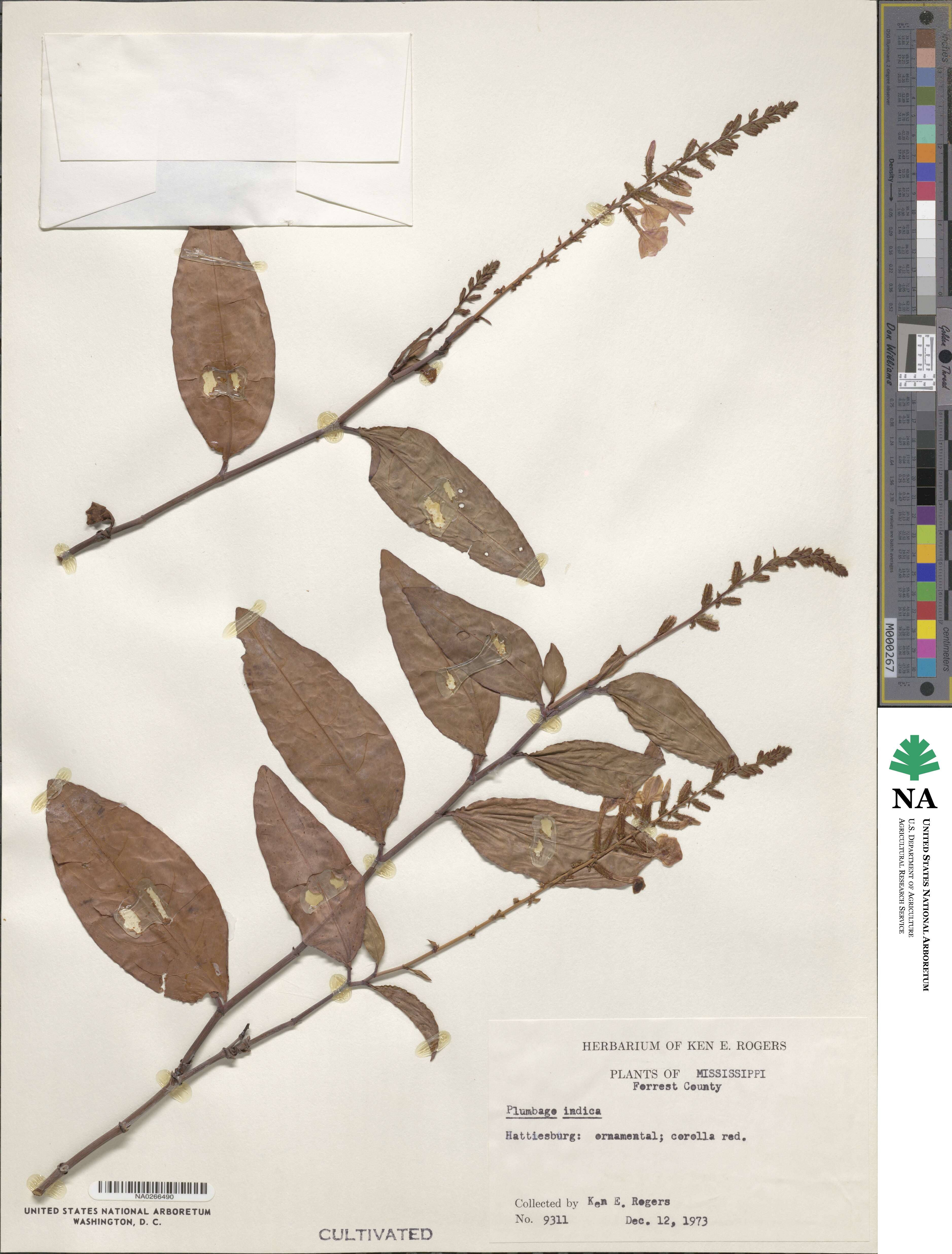 Plumbago indica image