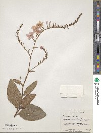 Plumbago indica image