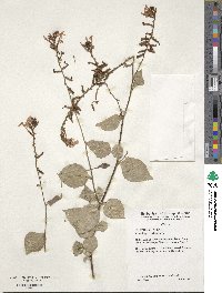 Plumbago zeylanica image