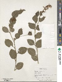 Plumbago zeylanica image