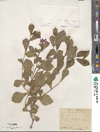 Ceratostigma plumbaginoides image