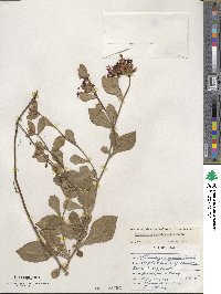 Ceratostigma plumbaginoides image