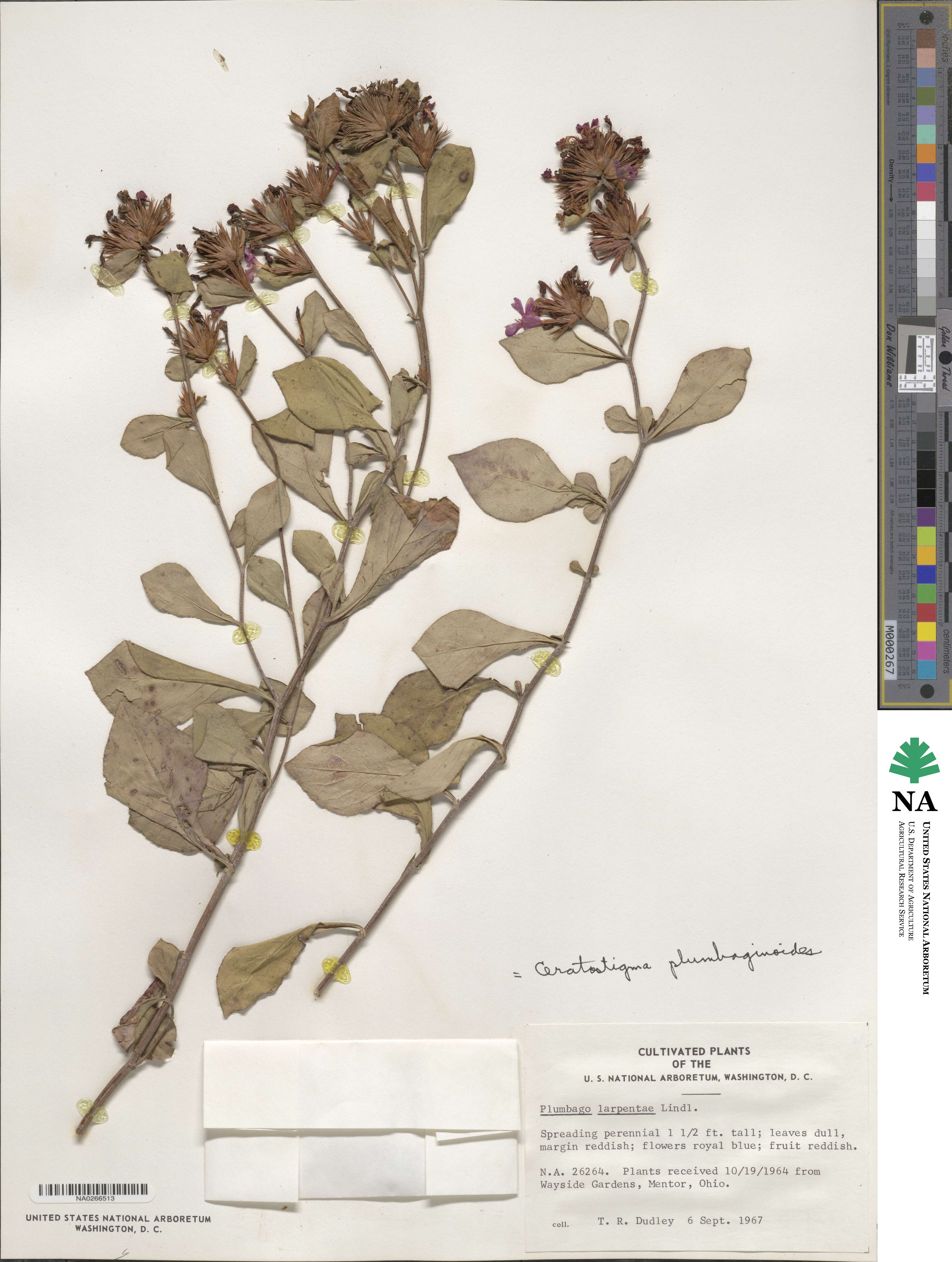 Ceratostigma plumbaginoides image