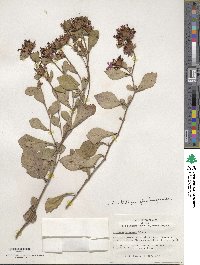 Ceratostigma plumbaginoides image