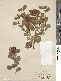 Ceratostigma plumbaginoides image