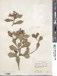 Ceratostigma willmottianum image