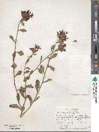 Ceratostigma willmottianum image