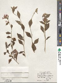 Ceratostigma willmottianum image