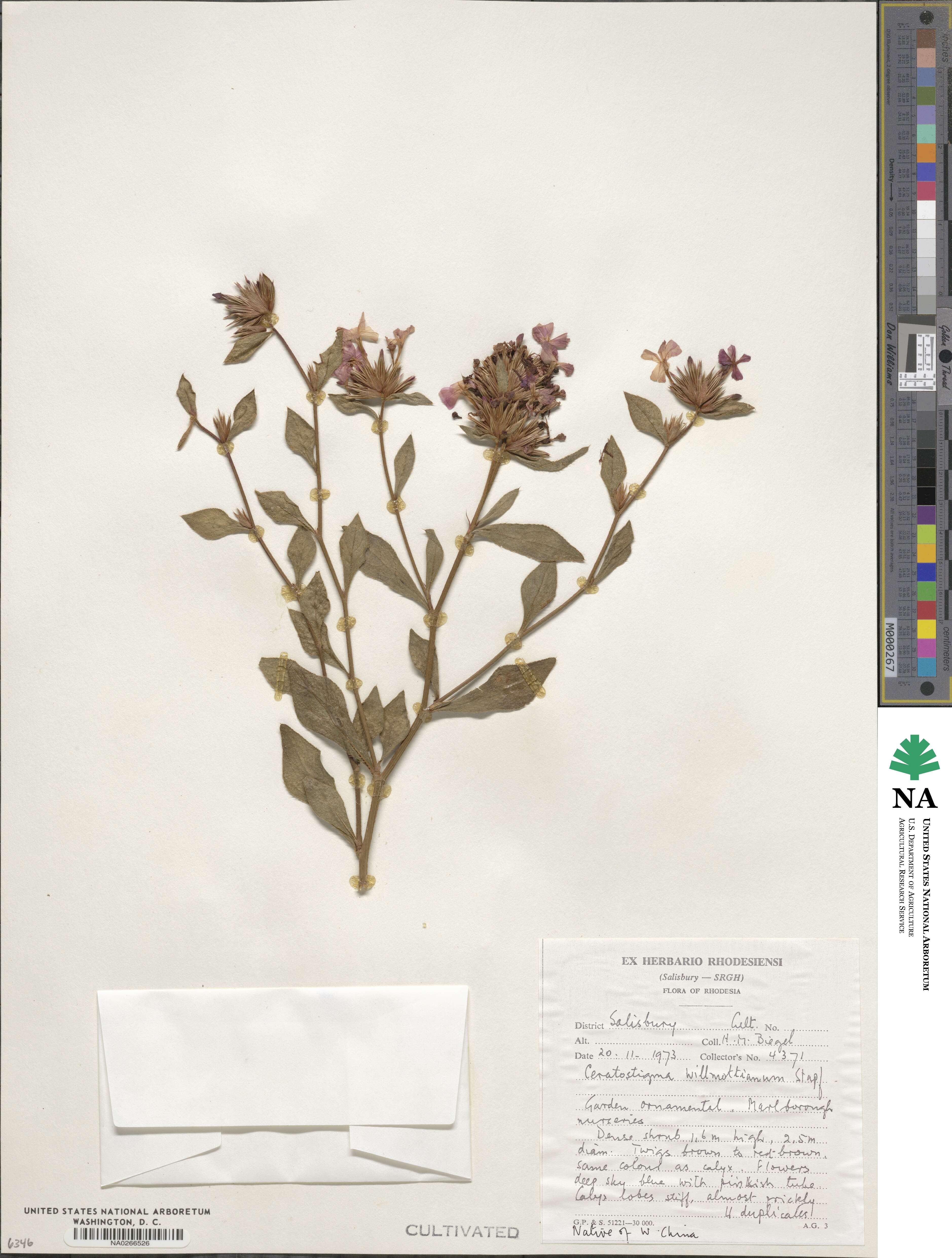 Ceratostigma willmottianum image