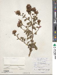 Ceratostigma willmottianum image