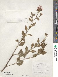 Ceratostigma willmottianum image