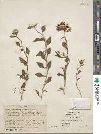 Ceratostigma willmottianum image