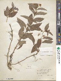 Lysimachia ciliata image