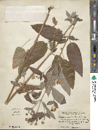 Lysimachia ciliata image