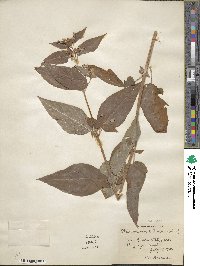 Lysimachia ciliata image