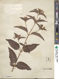 Lysimachia ciliata image