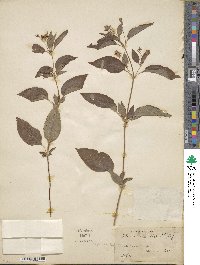 Lysimachia ciliata image