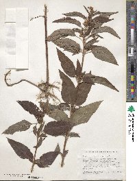 Lysimachia ciliata image