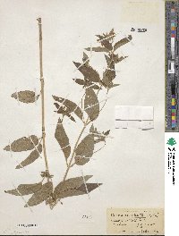 Lysimachia ciliata image