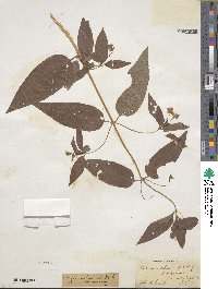 Lysimachia ciliata image