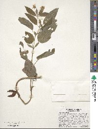 Lysimachia ciliata image