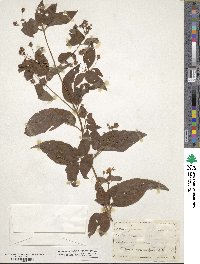 Lysimachia ciliata image