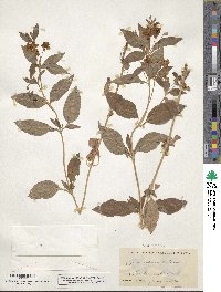 Lysimachia ciliata image