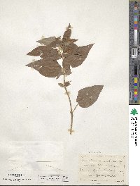 Lysimachia ciliata image