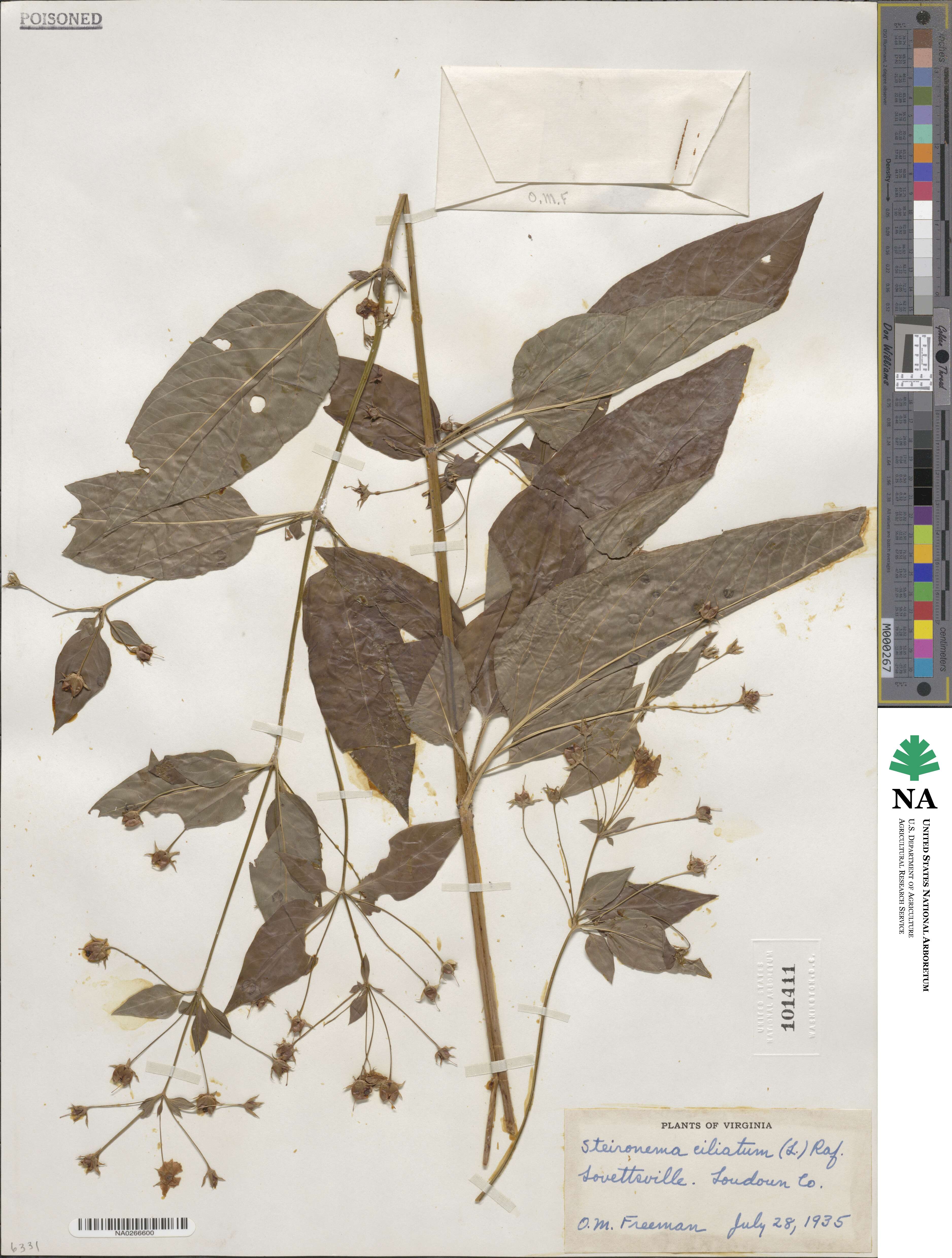 Lysimachia ciliata image
