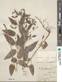 Lysimachia ciliata image