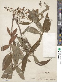 Lysimachia fraseri image