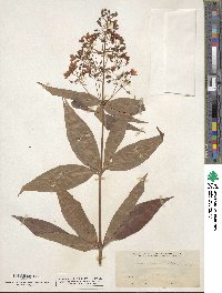 Lysimachia fraseri image