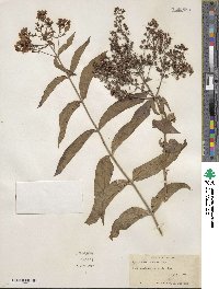 Lysimachia fraseri image