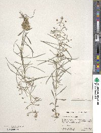 Lysimachia lanceolata image