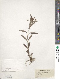 Lysimachia lanceolata image