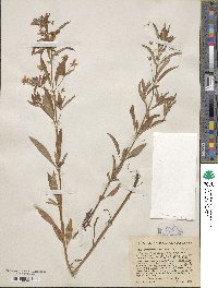 Lysimachia lanceolata image