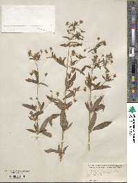 Lysimachia lanceolata image