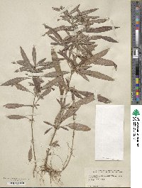 Lysimachia lanceolata image