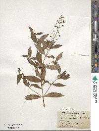 Lysimachia lanceolata image