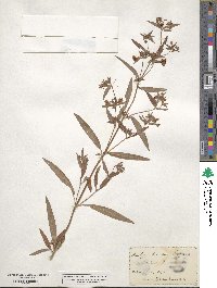 Lysimachia lanceolata image