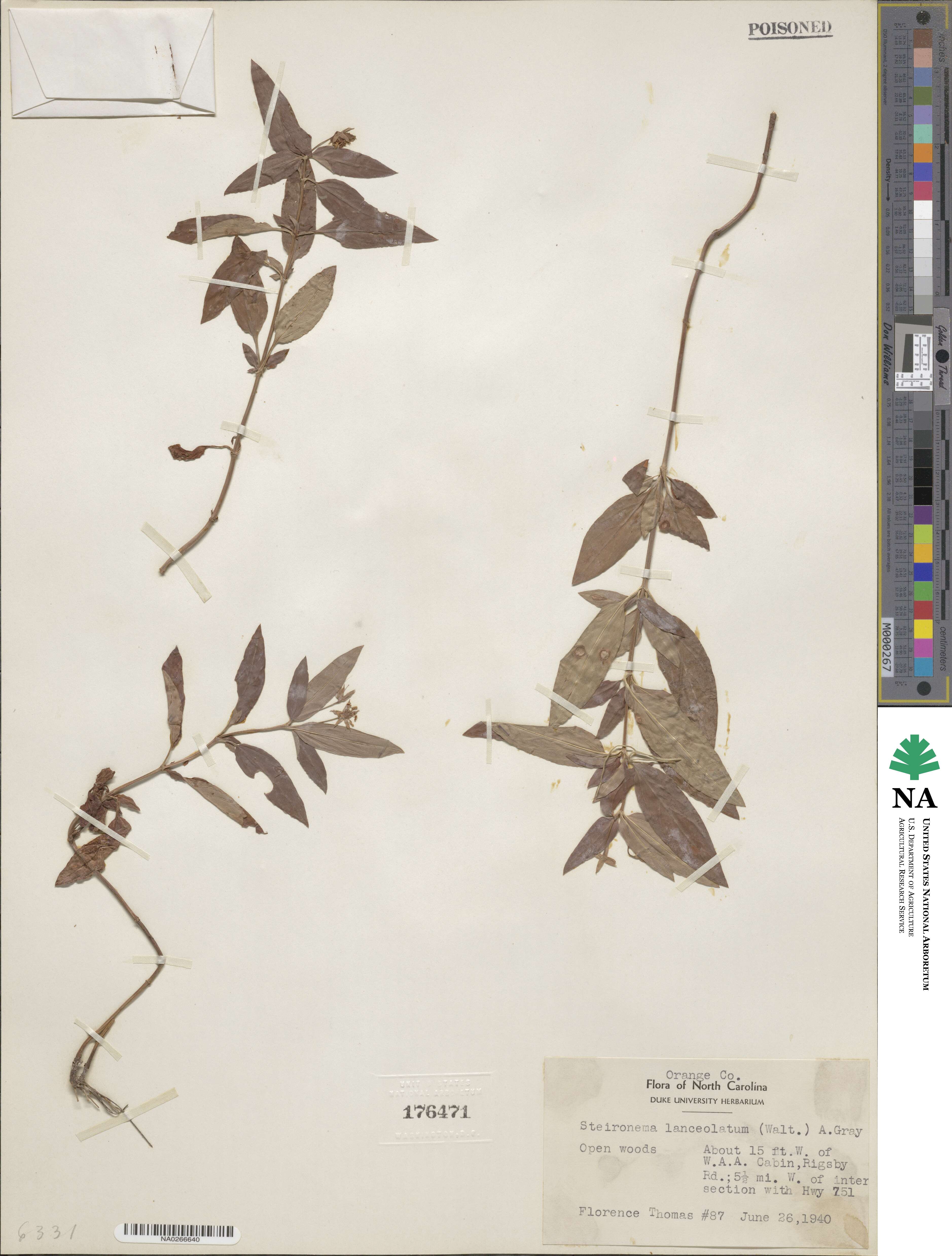 Lysimachia lanceolata image