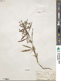 Lysimachia lanceolata image