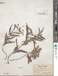 Lysimachia lanceolata image