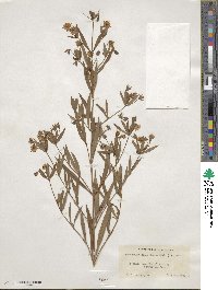 Lysimachia lanceolata image