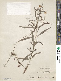 Lysimachia lanceolata image