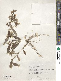 Lysimachia lanceolata image