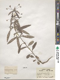 Lysimachia lanceolata image